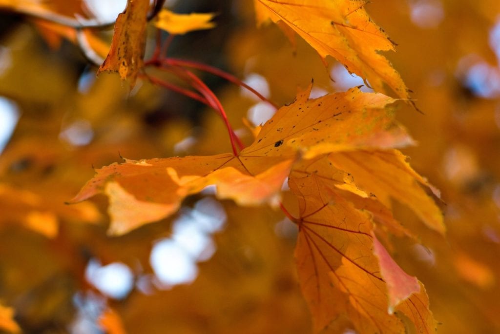 Fall Leaves - LeafGuard