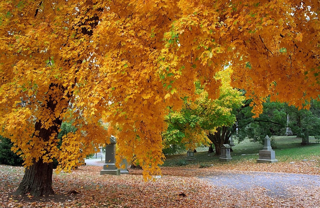 Spring Grove Cemetery 2 - Fall Leaves Cincinnati